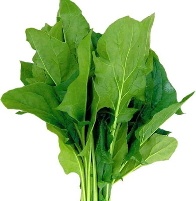 BDSresolve Organic Water Spinach Seeds pack of 1205 Seed(1205 per packet)