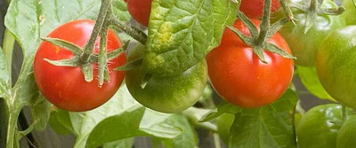 bloomaura tomato Seed(115 per packet)