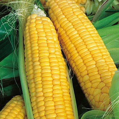 CRGO SWEETCORN , CORN , MAKKA Seed(30 per packet)
