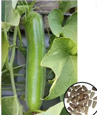 Greenfall Premium Long Louki Seeds - Deshi Variety (15 Pieces) Seed(15 per packet)