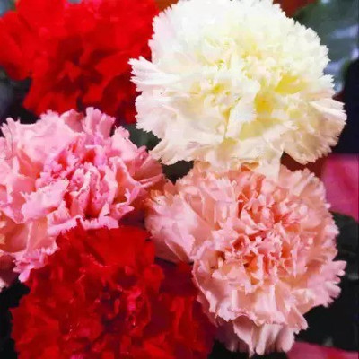 MAA Carnation Seed(30 per packet)