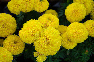 GREENBAAG marigold/gende ka phool flower seeds Seed(50 per packet)