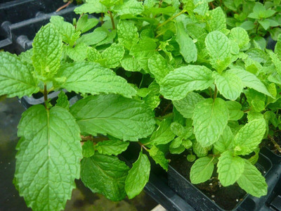 Qualtivate HUA-1A Mojito Mint Seeds Seed(200 per packet)