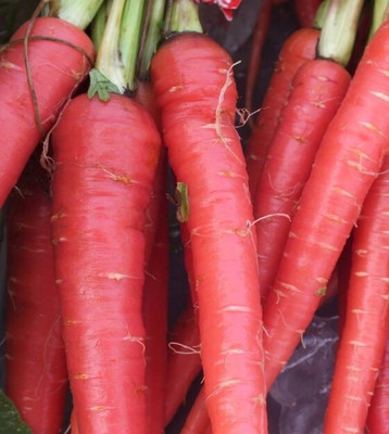 Quentova Atomic Red Carrot-6L-XIL Seed(300 per packet)