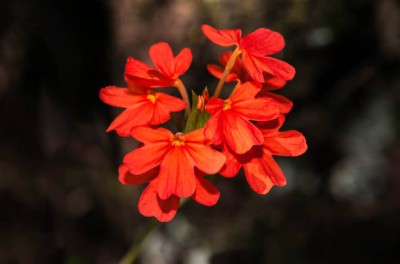 UGROW INIDA kanakambaram-firecracker-crossandra Seed(22 per packet)