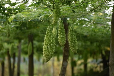 XOLDAA F1 BEST QUALITY BITTER GOURD SEEDS Seed(25 per packet)