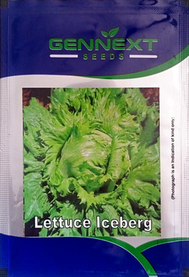 KRASHAK Green Lettuce IceBerg Leafy Seed Seed(2 per packet)