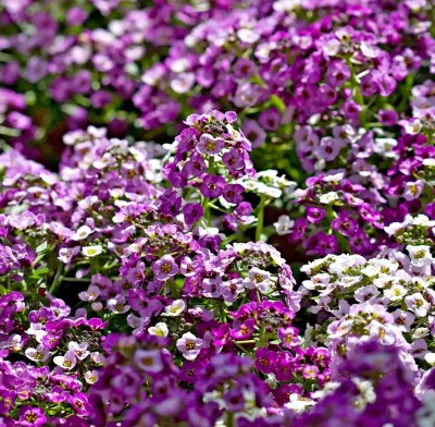 VINGTON Clear Crystal Lavender sweet alyssum Seed(50 per packet)