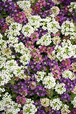 Quentova Bright Alyssum Flower Mix-HUA Seed(40 per packet)