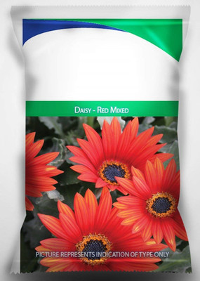 CYBEXIS ATS-16 - Daisy - Red Mixed Flower - (540 Seeds) Seed(540 per packet)