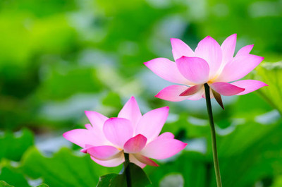 Manomay lotus,kamal gatta Seed(15 per packet)