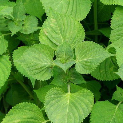 VibeX ® VMR-22 Shiso Perilla, Beefsteak Plant Seeds Seed(300 per packet)