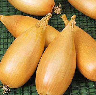 CYBEXIS Onion stuttgarter riesen Vegetable Seeds1000 Seeds Seed(1000 per packet)