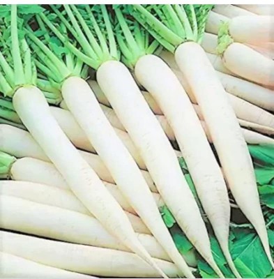 Aywal Hybrid Vegetable Seeds - Mooli Seeds - (White Long Radish) Seed(1400 per packet)