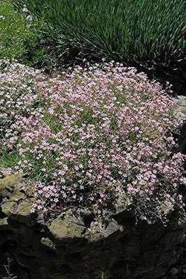 ACCELCROP Gypsophila Mix Color Flower Seed(70 per packet)