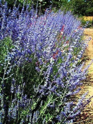 VibeX PAU-45 - Russian Sage Herb - (150 Seeds) Seed(150 per packet)