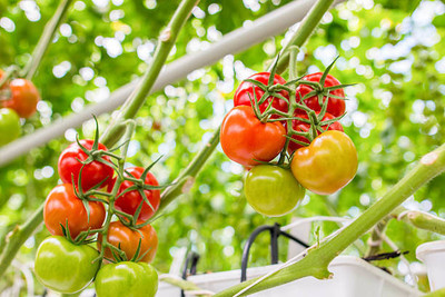 Pramix tomato Seed(130 per packet)