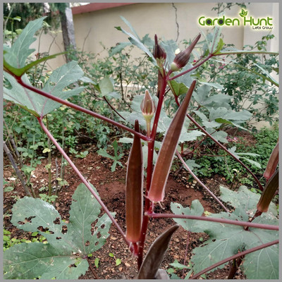 ActrovaX Red Ladies Finger/Red Okra Heirloom [2000 Seeds] Seed(2000 per packet)