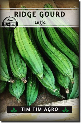 XOLDAA FI QUALITY RIDGE GOURD Seed(21 per packet)