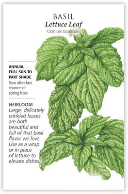 WILLVINE NBIR-13 Lettuce Leaf Basil Seeds Seed(2000 per packet)