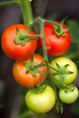 GOYAL GROUP tomato Seed(65 per packet)