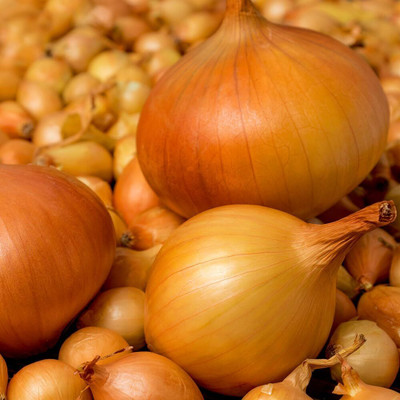 Biosnyg Giant Onion Ailsa Craig Seeds For Kitchen Gardening-(1500 Seeds) Seed(1500 per packet)