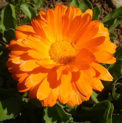 Lippy Calendula, Orange Seed(70 per packet)
