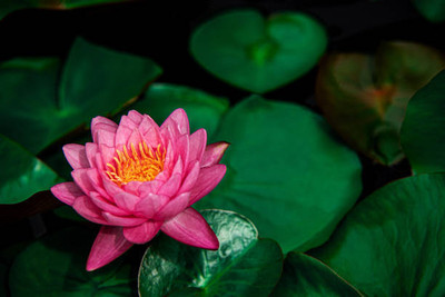 Grown Hub lotus,kamal gatta Seed(14 per packet)