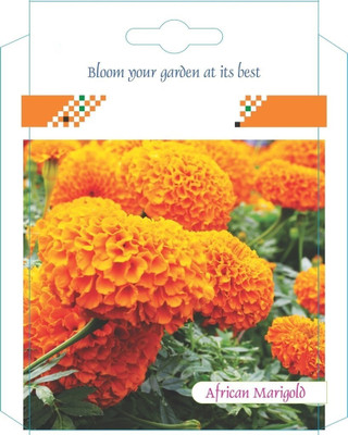 WILLVINE Marigold (French) Dwarf Double Mixed-[200 Seeds] Seed(200 per packet)