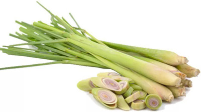 Quentova Lemon Grass Herbs seeds for home garden-KMT-4O Seed(50 per packet)