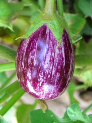 CRGO ® LXI-510-Brinjal Seeds For Kitchen Seed(500 per packet)