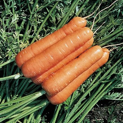 KNESSiN Carrot Resistafly F1[500 Seeds] Seed(500 per packet)