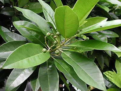 WILLVINE TLX-60 All spice,myrtle pepper Seed(100 per packet)