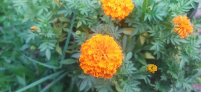 Alkarty marigold/gende ka phool flower seeds Seed(50 per packet)
