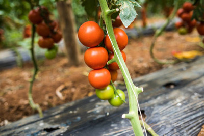 Rudra tomato Seed(120 per packet)