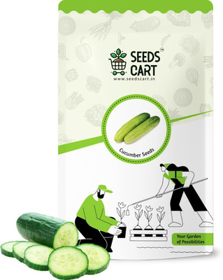 SeedsCart Cucumber, Kheera Seed(100 per packet)