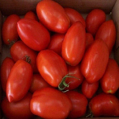 Avysa Chinese Tomato Seed(2000 per packet)