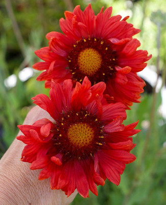 Avysa Gaillardia aristata ‘Burgunder’ Seed(40 per packet)