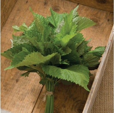 VibeX NBIR-76 - Herb Shiso Green - (2250 Seeds) Seed(2250 per packet)