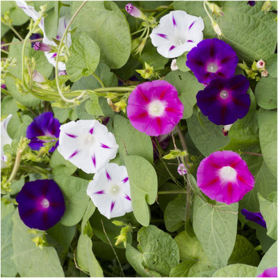 VibeX LX-47 - Morning Glory Crazy Mixture (Ipomoea Mixture) - (100 Seeds) Seed(100 per packet)