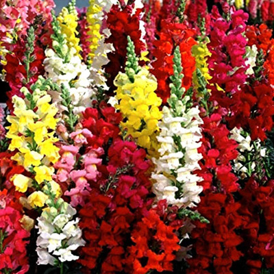 Lorvox Antirrhinum/Snapdragon/Dog Flower Dwarf Flower Seed(145 per packet)
