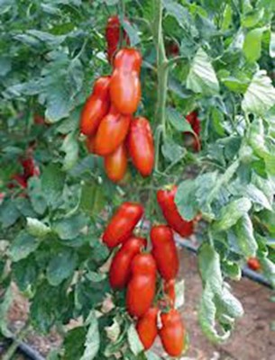 Qualtivate HYB-7A Tomato, SAN MARZANO, Heirloom Seed(300 per packet)