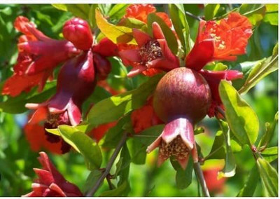 Aywal Pomegranate Anar Red Bhagwa Seed(10 per packet)