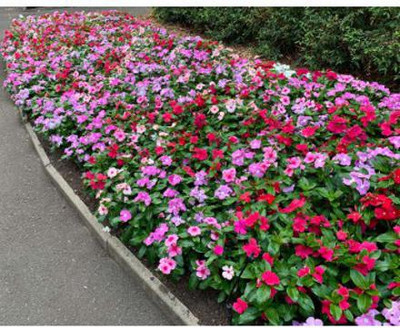 Mozette Vinca Seed(20 per packet)
