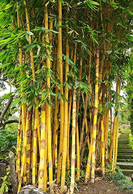 Mozette Exotic bamboo Seed(10 per packet)