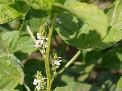 ASPEN Seeniyavarakai Vidaigal | Kothavarangai Seed(100 per packet)