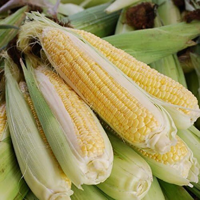 Qualtivate RES-6A Golden X Bantom Corn Seeds Seed(400 per packet)