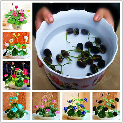 SEEDARIA Mix kamal seeds, Lotus seeds, Dwarf variant Seed(10 per packet)