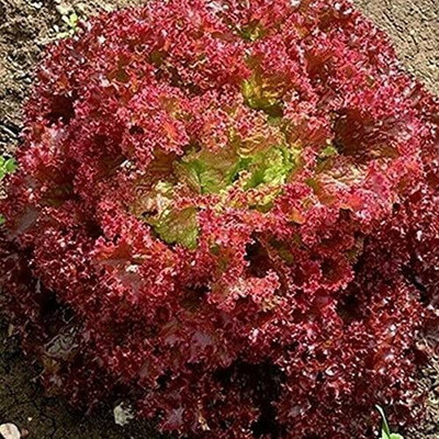 CYBEXIS Heirloom Seeds Lettuce Lollo Rossa2000 Seeds Seed(2000 per packet)