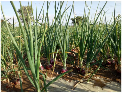 VibeX ® XXL-985 Nasik Red N53 Onion Seeds Seed(1000 per packet)